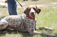 I. Fiesta Canina I. Fiesta Canina