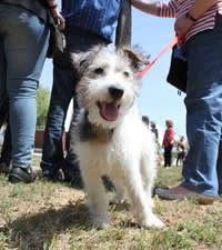 I. Fiesta Canina I. Fiesta Canina