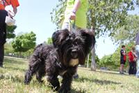 I. Fiesta Canina I. Fiesta Canina