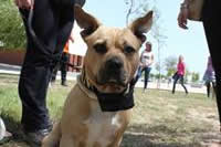 I. Fiesta Canina I. Fiesta Canina