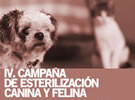 IV.Campaña de esterilización canina y felina IV.Campaña de esterilización canina y felina