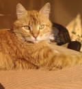 Eki