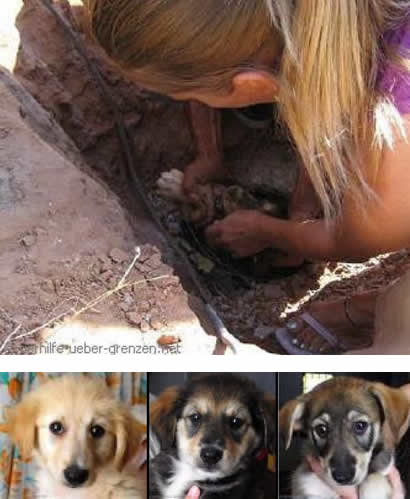 Rescate cachorros tubería Rescate cachorros tubería
