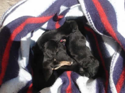 Cachorros Grao Cachorros Grao
