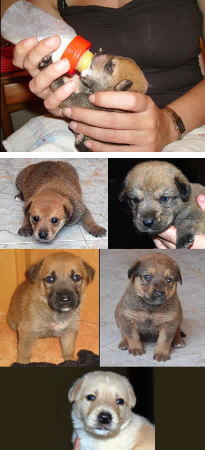 Cachorros biberón Cachorros biberón