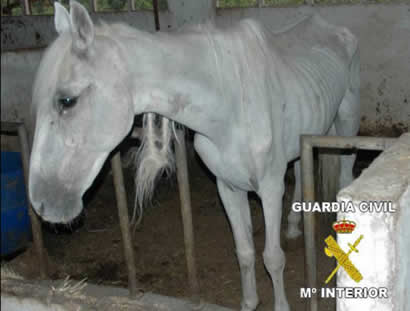 Caballos Onda Caballos Onda