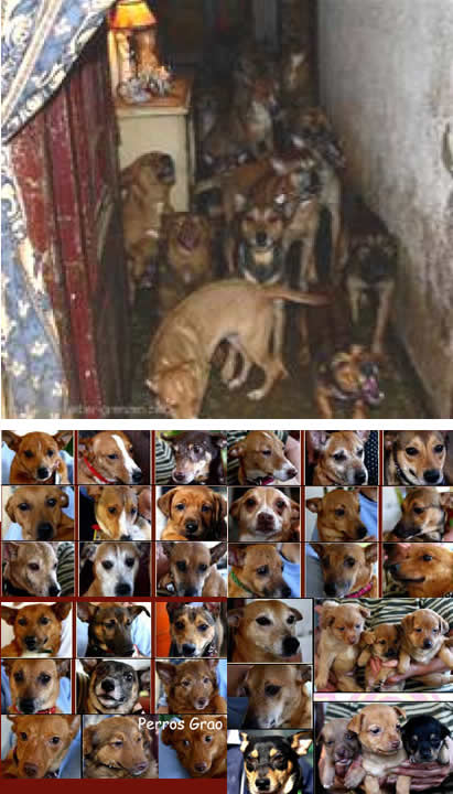 39 Perros en una masía 39 Perros en una masía