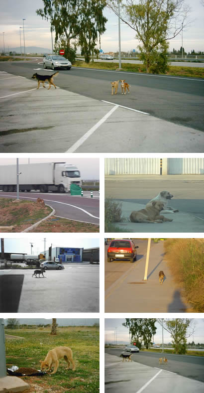 Abandono de mascotas