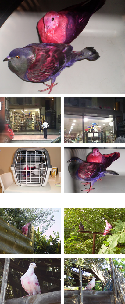 Palomas Palomas