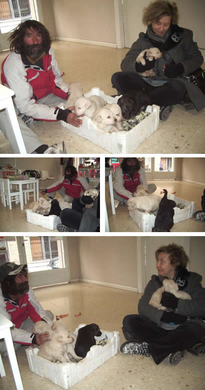 Necesitamos urgentemente casas de acogida para seis cachorros Necesitamos urgentemente casas de acogida para seis cachorros