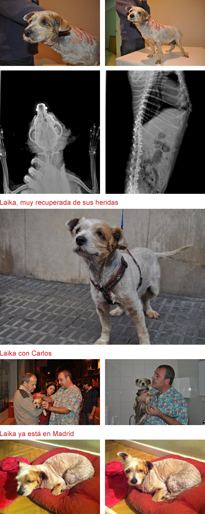 Laika está muy recuperada Laika está muy recuperada