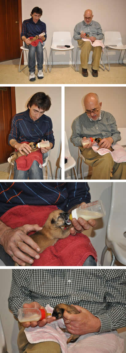 Cachorros abandonados Cachorros abandonados