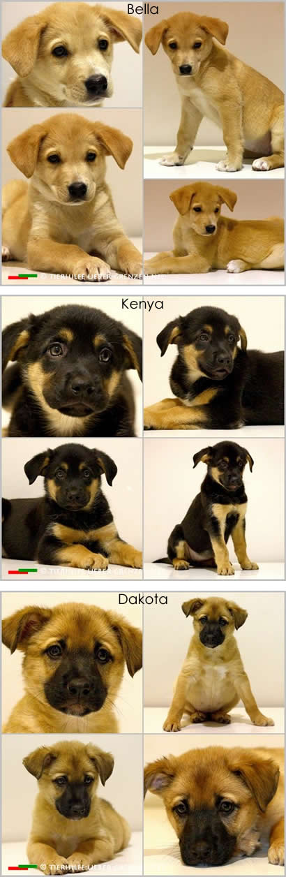 Un nuevo hogar para Bella, Kenya y Dakota Un nuevo hogar para Bella, Kenya y Dakota