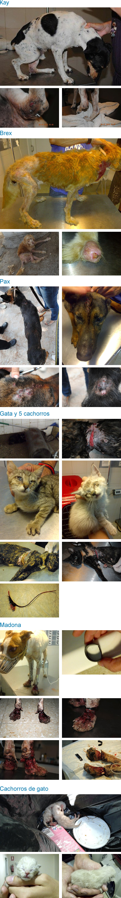La crueldad hacia los animales no son hechos aislados La crueldad hacia los animales no son hechos aislados