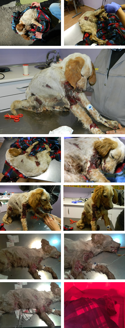 Historia de Puppy Historia de Puppy
