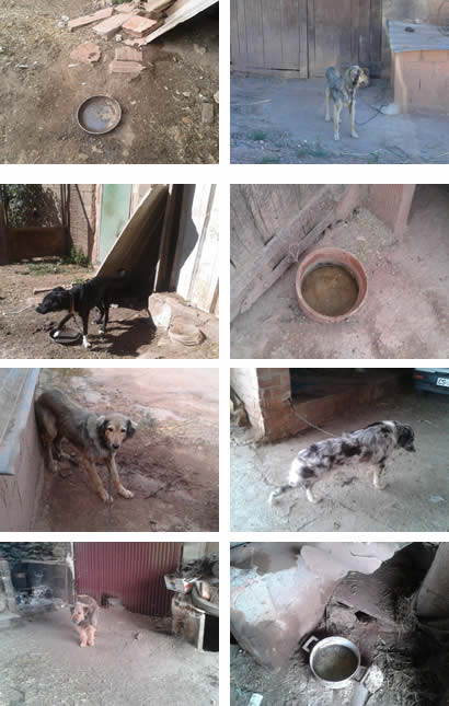 Sanción en Figueroles por maltrato de animales Sanción en Figueroles por maltrato de animales