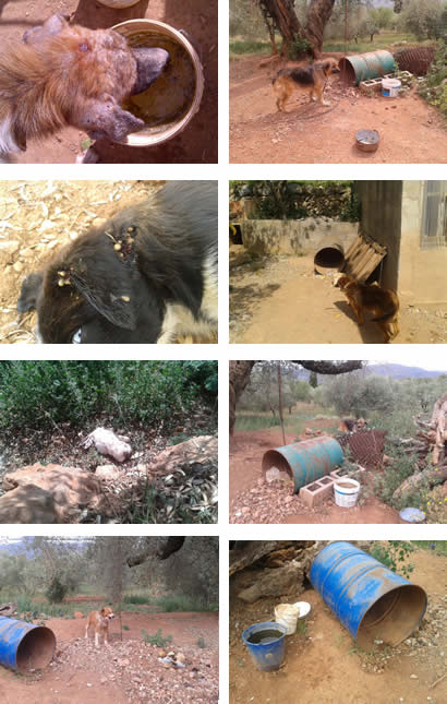Sanción en Figueroles por maltrato de animales Sanción en Figueroles por maltrato de animales