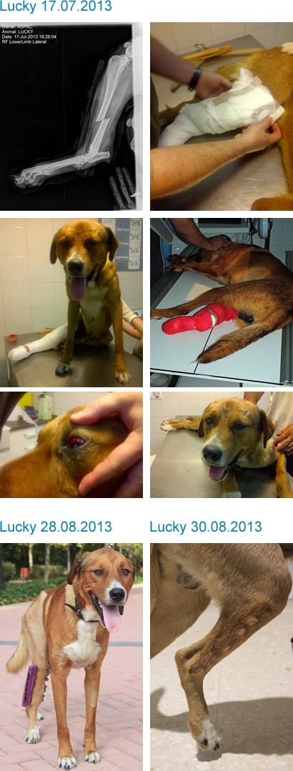 Lucky Lucky
