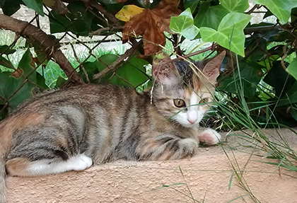 Ayuda para Nymeria