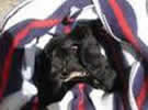 Cachorros Grao