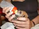 Cachorros biberón