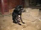 Duque