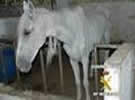 Caballos Onda