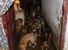 39 Perros en una masía