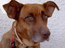 Aumento del abandono de animales
