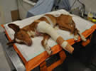 Micky: gravemente herido
