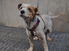 Laika está muy recuperada Laika está muy recuperada