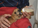 Cachorros abandonados Cachorros abandonados