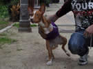 Micky se ha recuperado Micky se ha recuperado