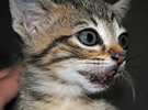 Necesitamos tu ayuda para este gatito