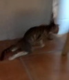 Ayuda para Nymeria